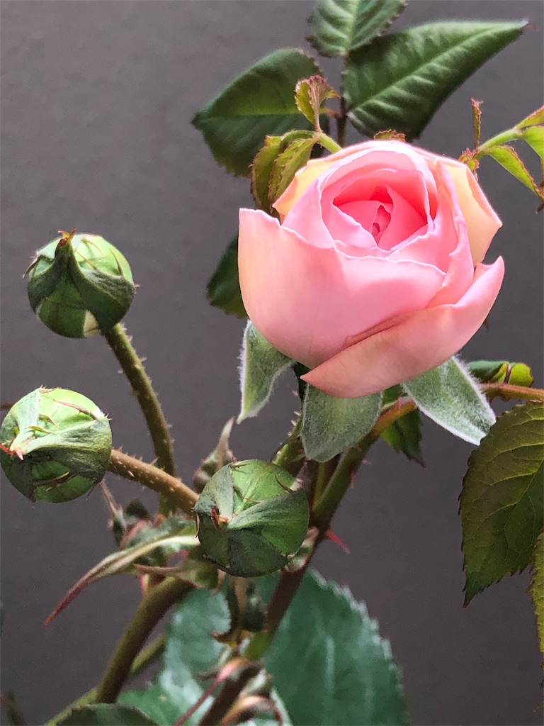 f:id:tef_rose:20190504022814j:image f:id:tef_rose:20190504022814j:image