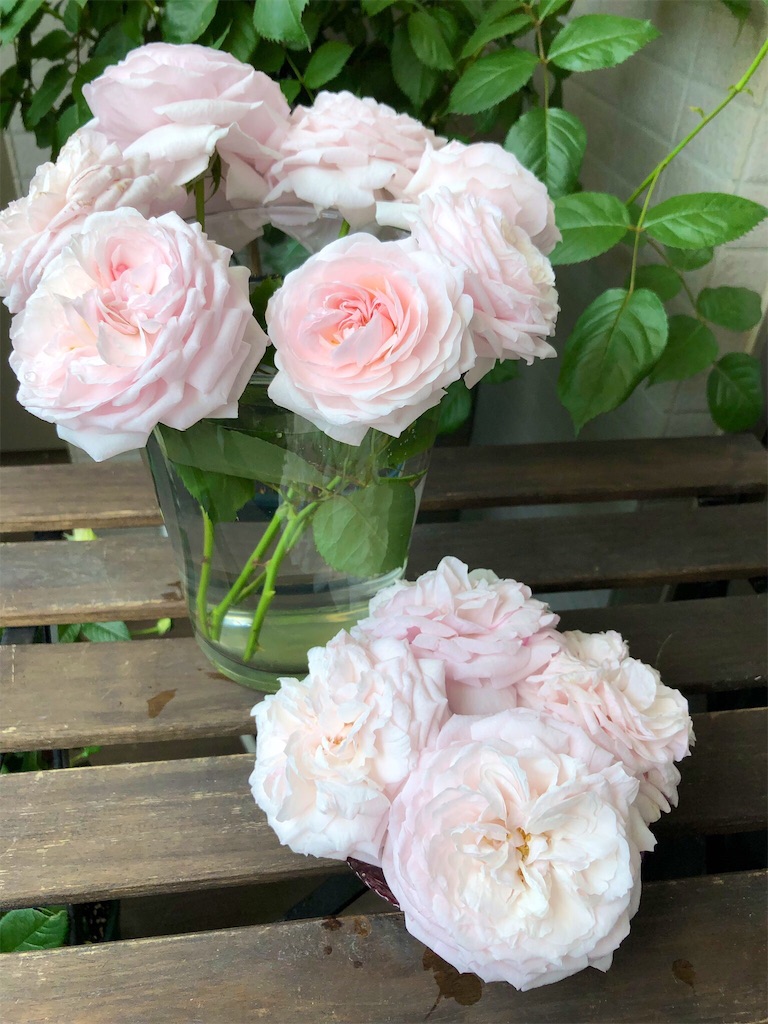 f:id:tef_rose:20190504022946j:image f:id:tef_rose:20190504022946j:image