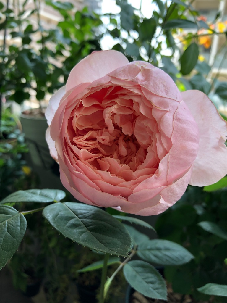 f:id:tef_rose:20190506202803j:image
