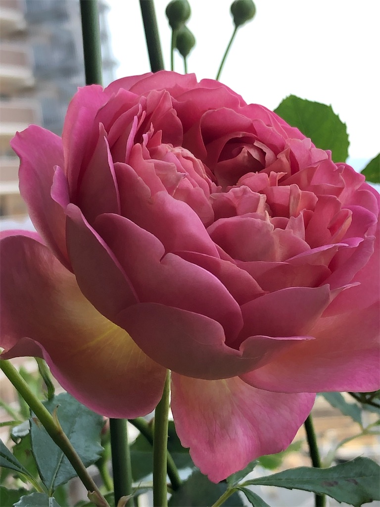 f:id:tef_rose:20190506202810j:image