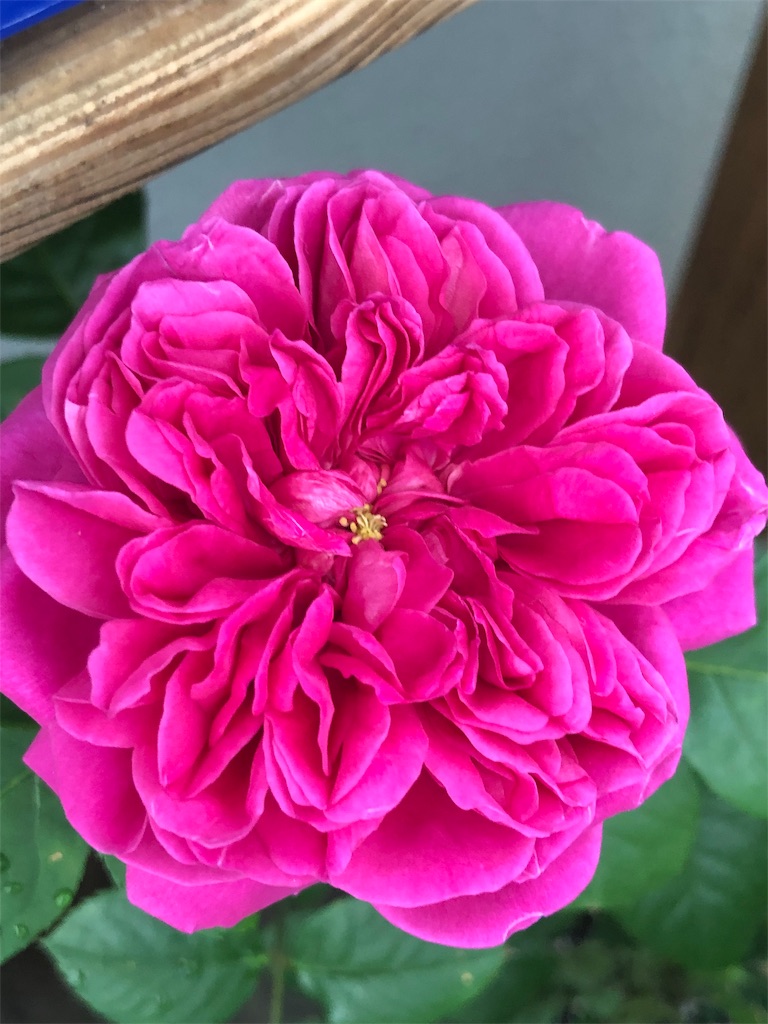 f:id:tef_rose:20190506202826j:image