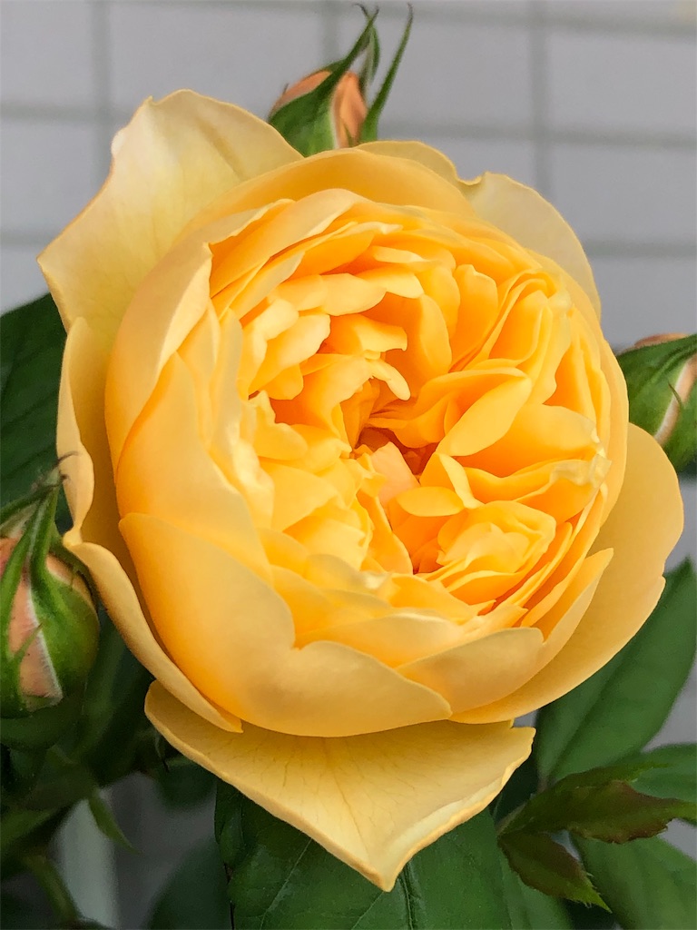 f:id:tef_rose:20190506202833j:image