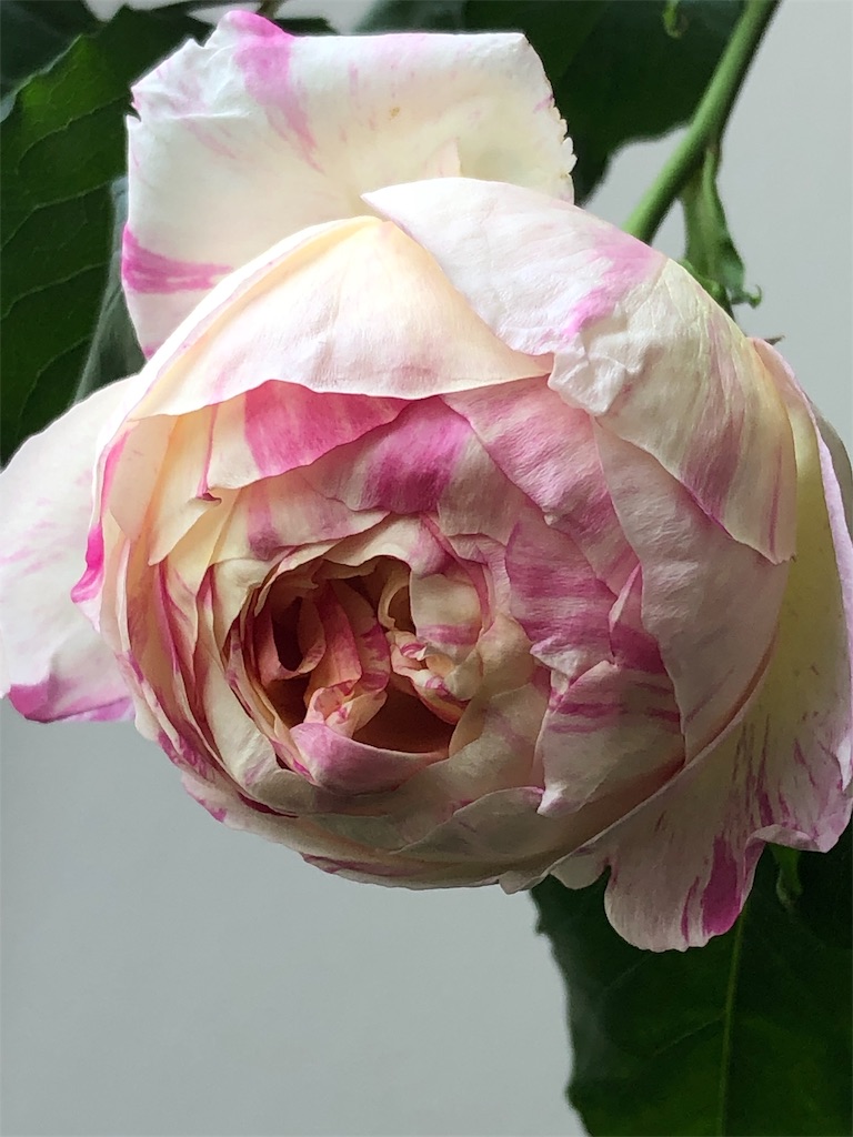 f:id:tef_rose:20190506202934j:image
