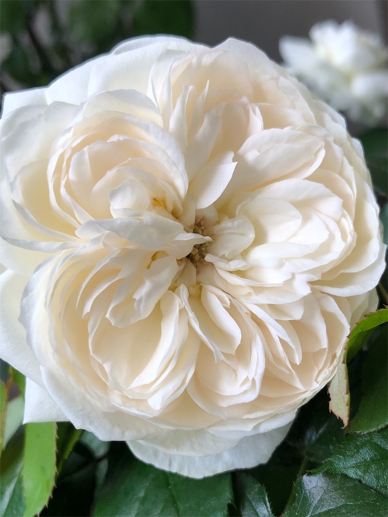 f:id:tef_rose:20190506202937j:image