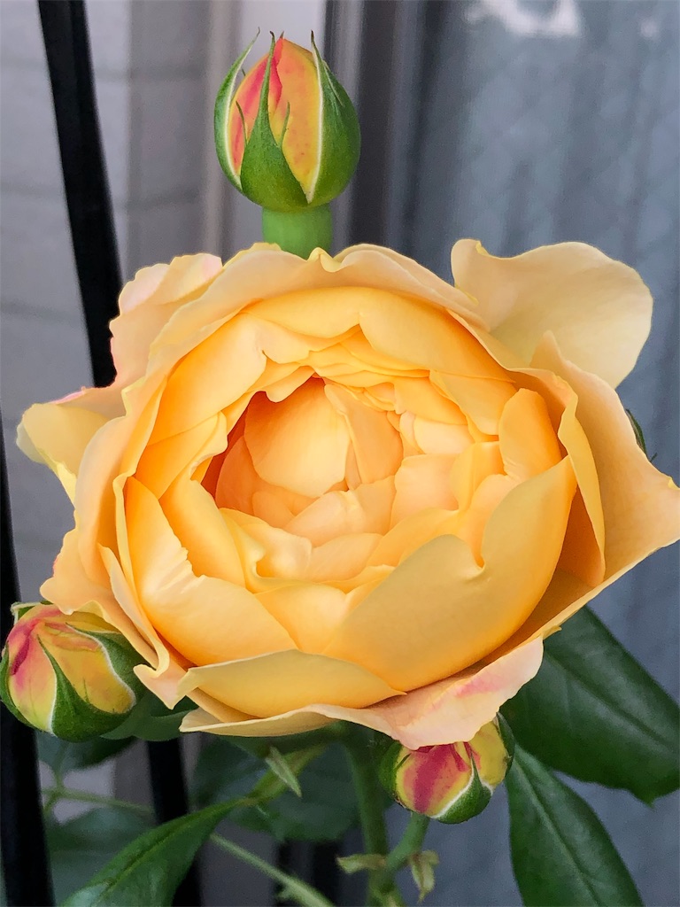 f:id:tef_rose:20190506202948j:image