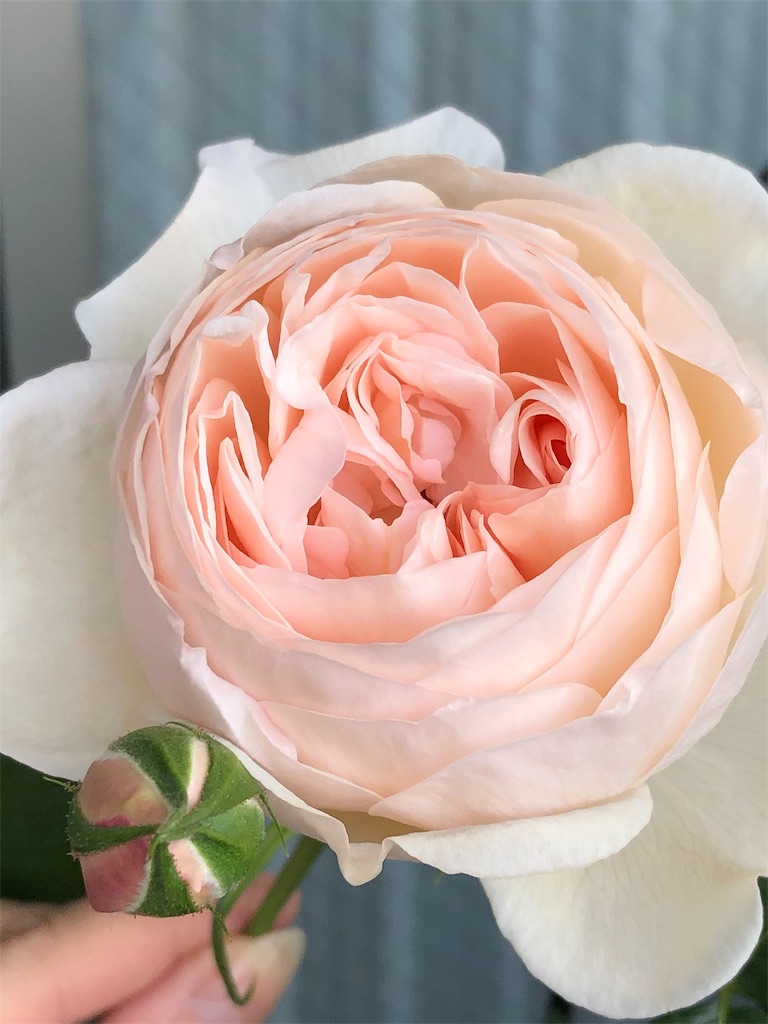 f:id:tef_rose:20190506202955j:image