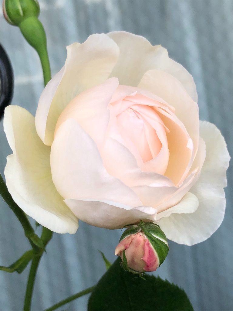 f:id:tef_rose:20190506203041j:image