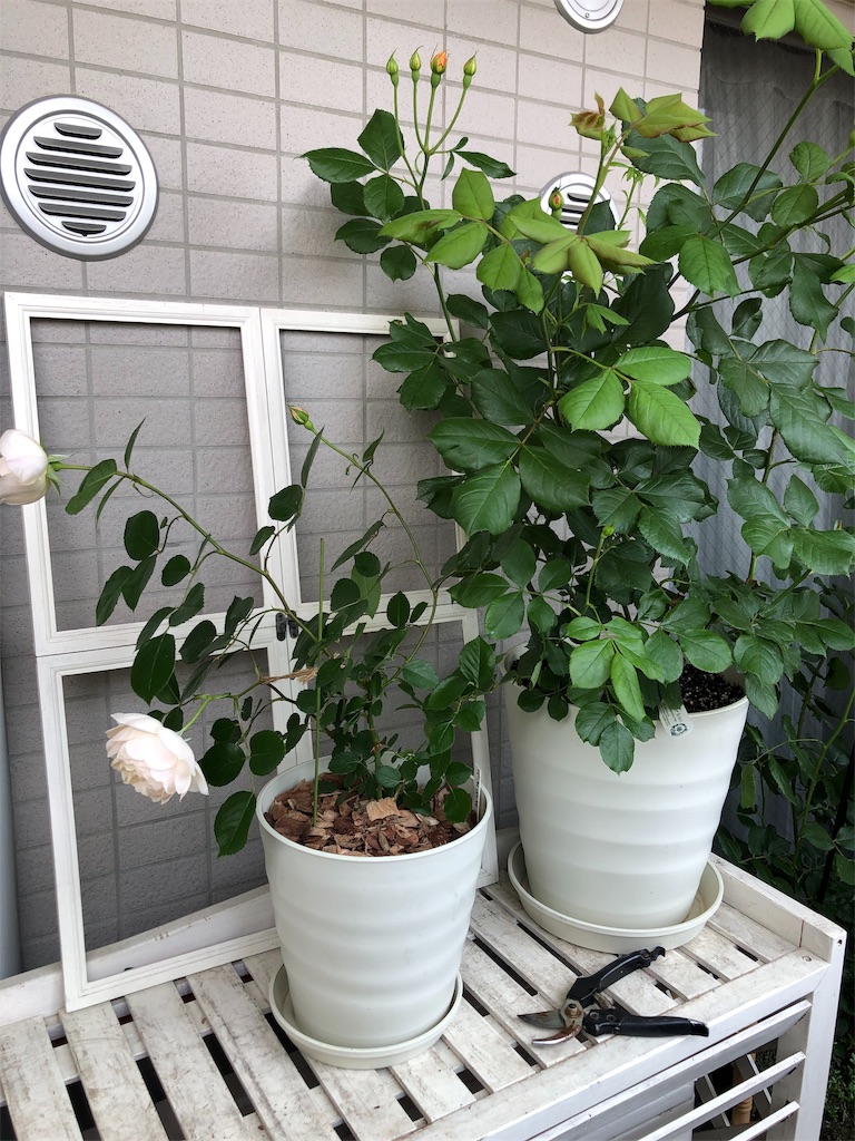 f:id:tef_rose:20190507011214j:image