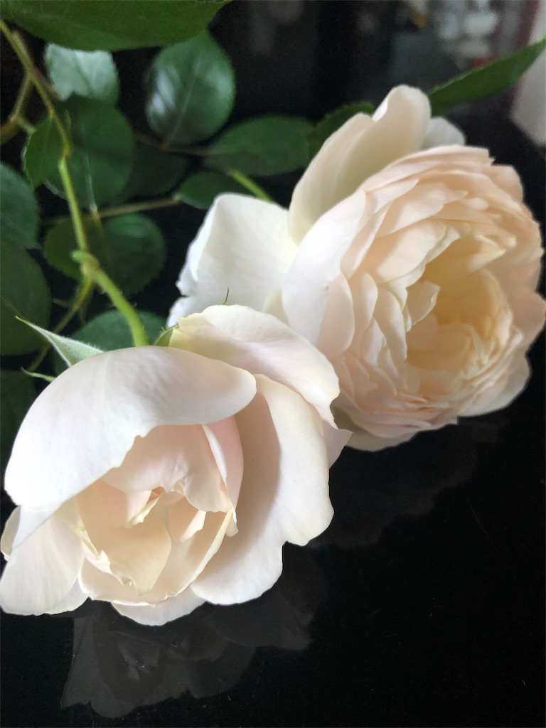 f:id:tef_rose:20190507011327j:image