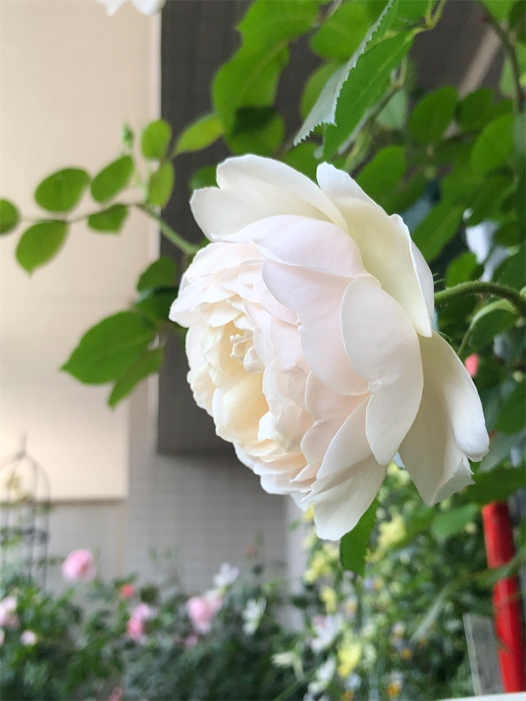 f:id:tef_rose:20190507011331j:image