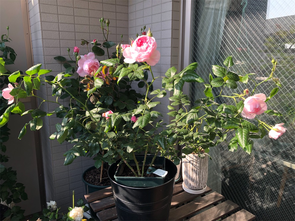 f:id:tef_rose:20190507011657j:image