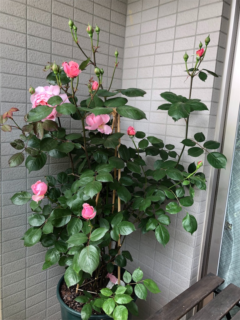 f:id:tef_rose:20190507011700j:image
