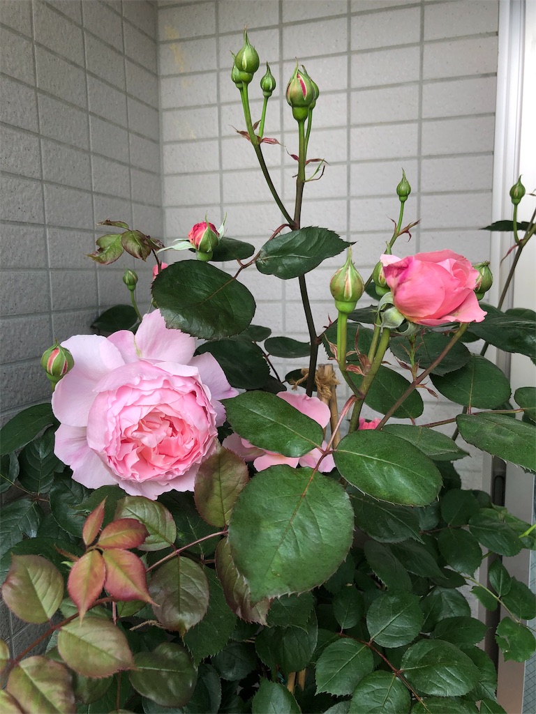 f:id:tef_rose:20190507011703j:image