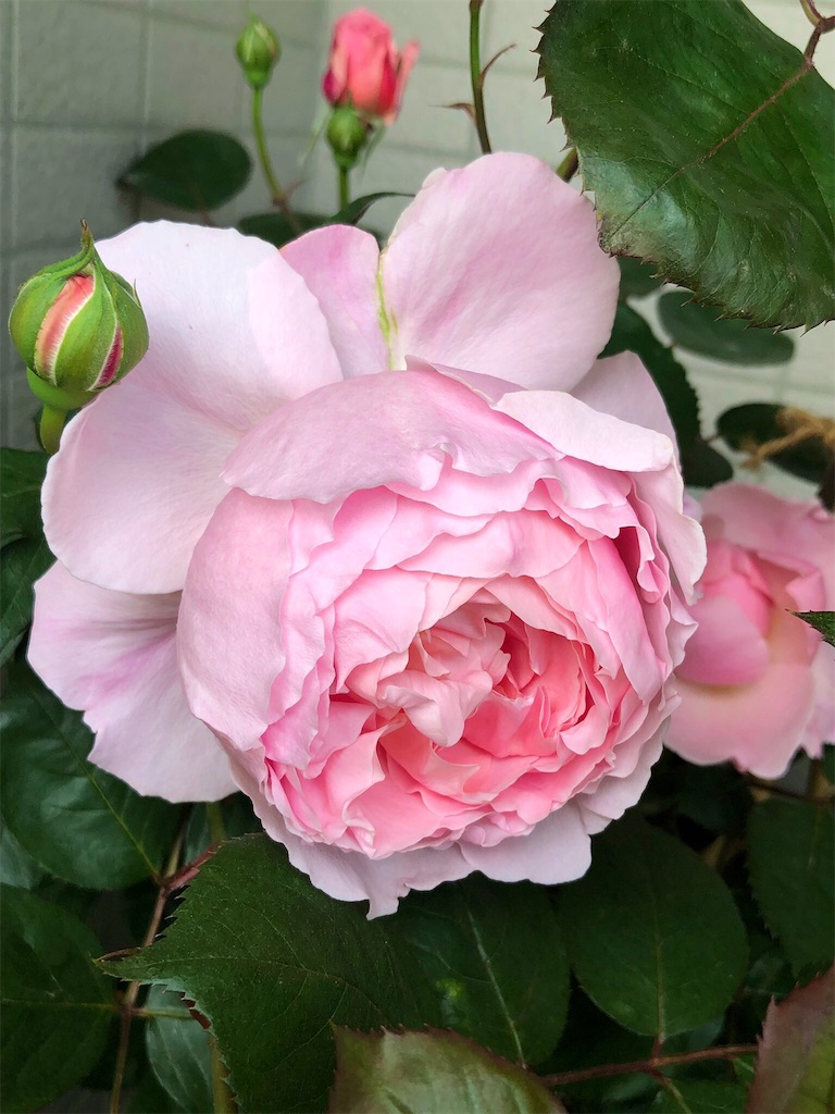 f:id:tef_rose:20190507011752j:image