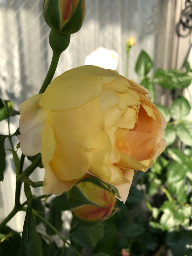 f:id:tef_rose:20190507012646j:image