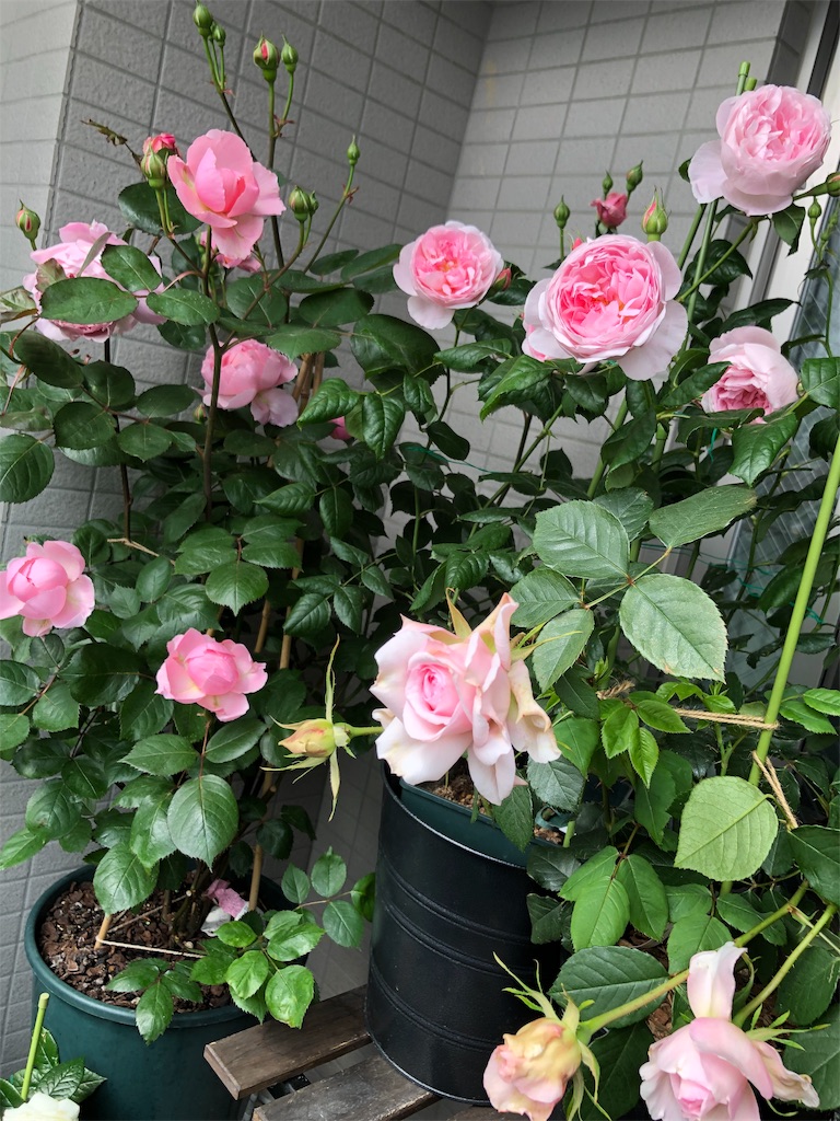 f:id:tef_rose:20190507021905j:image f:id:tef_rose:20190507021905j:image