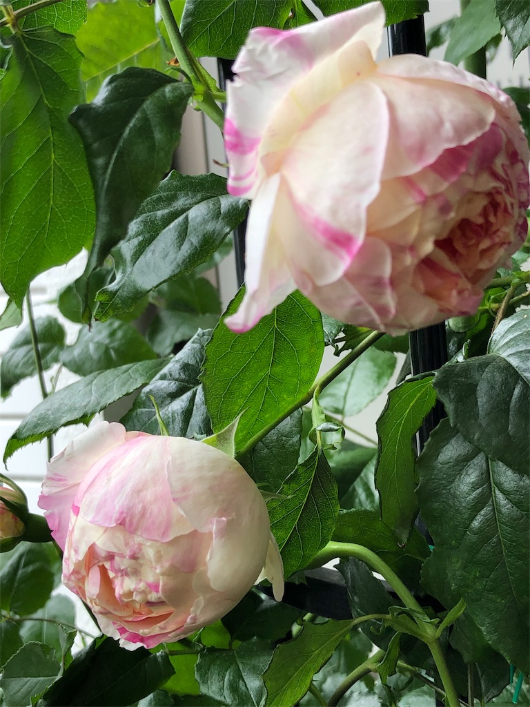 f:id:tef_rose:20190507021908j:image f:id:tef_rose:20190507021908j:image