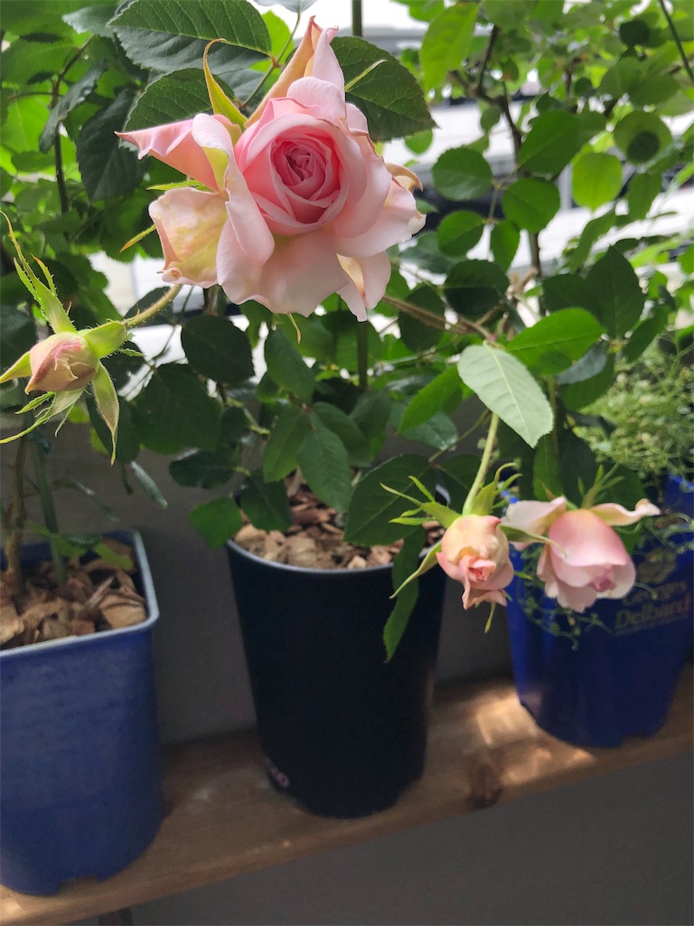 f:id:tef_rose:20190507021934j:image f:id:tef_rose:20190507021934j:image