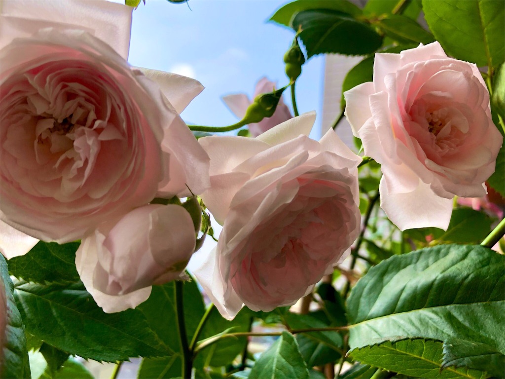 f:id:tef_rose:20190507023244j:image f:id:tef_rose:20190507023244j:image