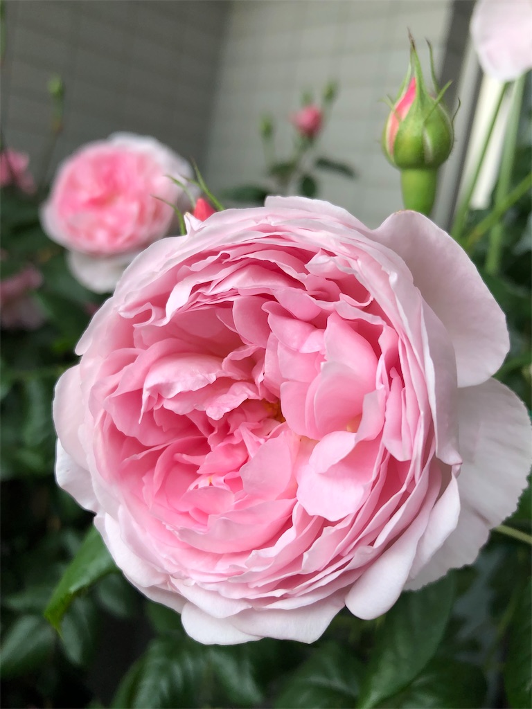 f:id:tef_rose:20190507023246j:image