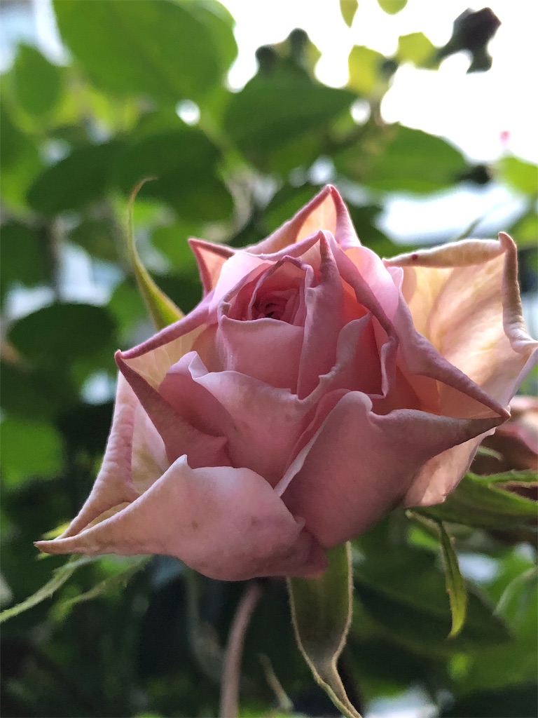 f:id:tef_rose:20190508024659j:image
