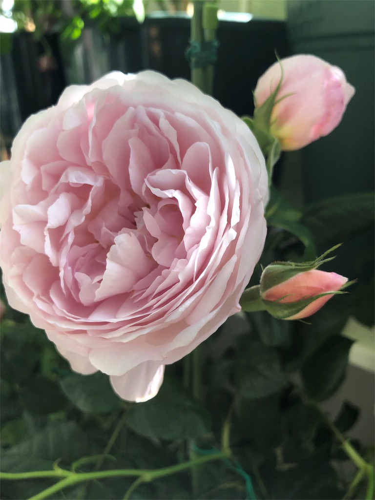 f:id:tef_rose:20190508134228j:image