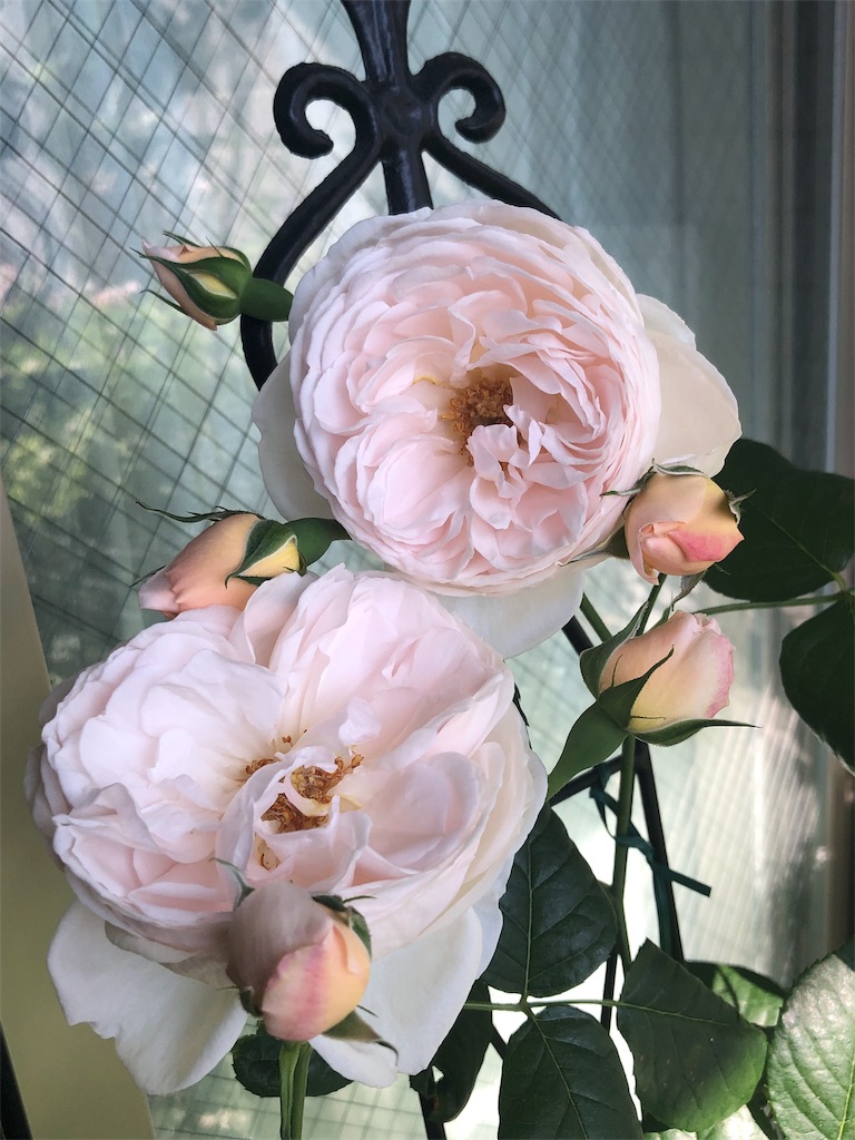 f:id:tef_rose:20190508134232j:image