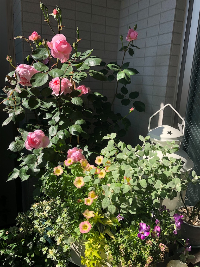 f:id:tef_rose:20190508134239j:image