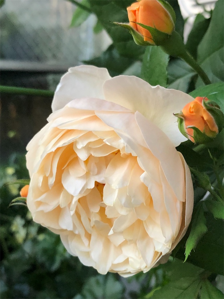 f:id:tef_rose:20190508134243j:image