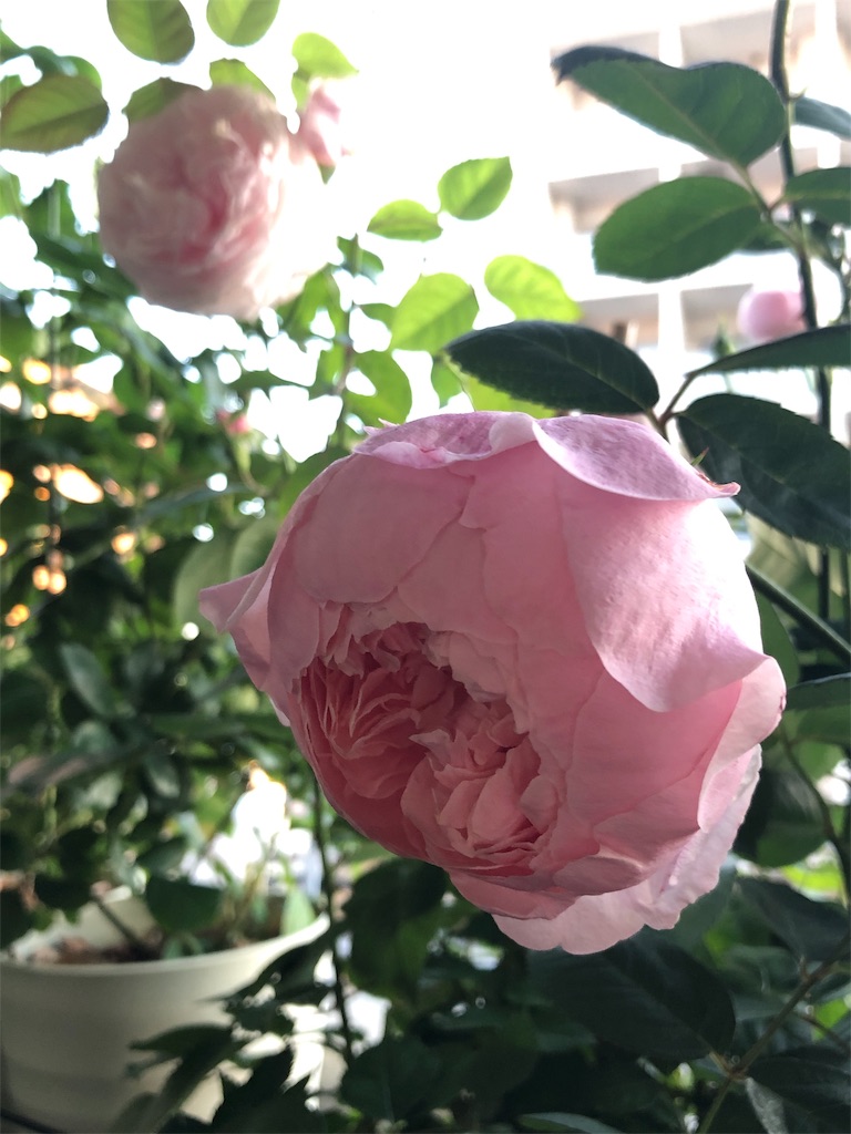 f:id:tef_rose:20190508134247j:image