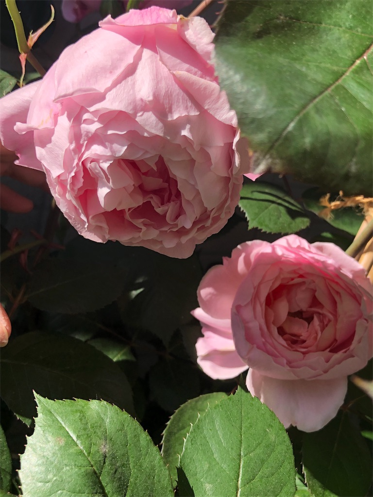 f:id:tef_rose:20190508134253j:image