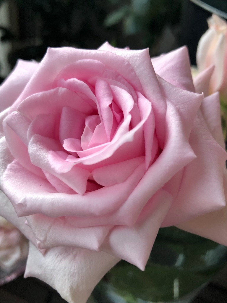 f:id:tef_rose:20190508134304j:image
