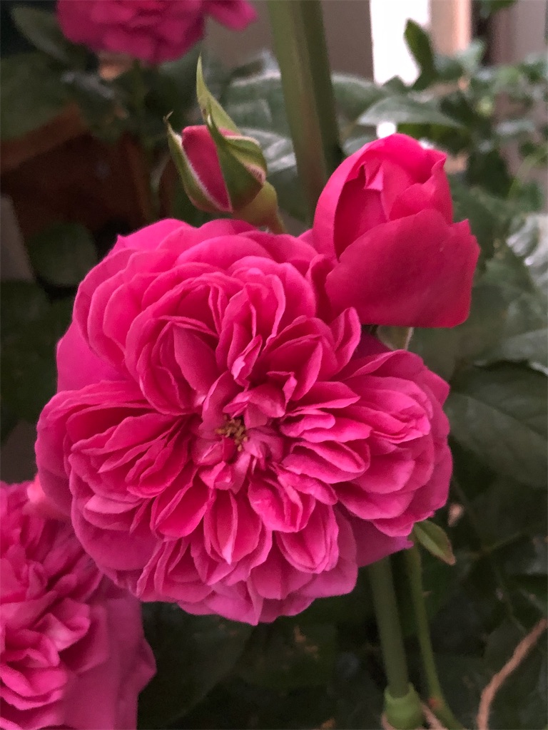 f:id:tef_rose:20190509022950j:image f:id:tef_rose:20190509022950j:image