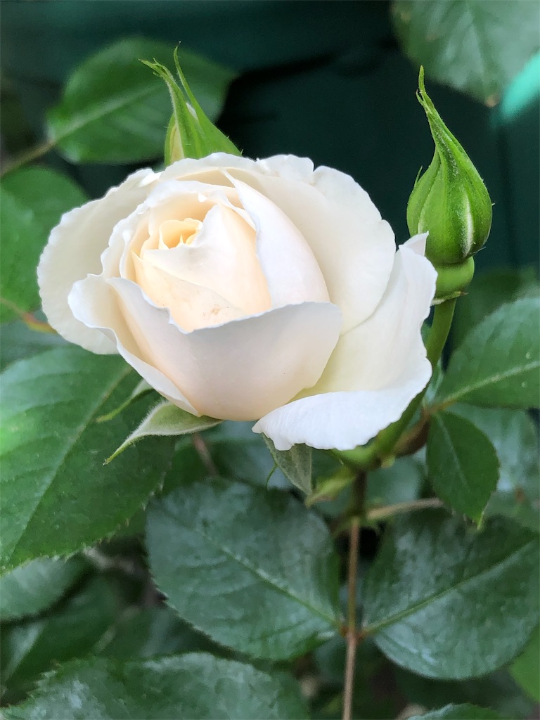 f:id:tef_rose:20190509135744j:image