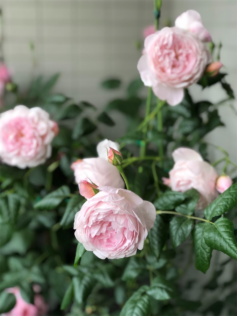 f:id:tef_rose:20190509135803j:image