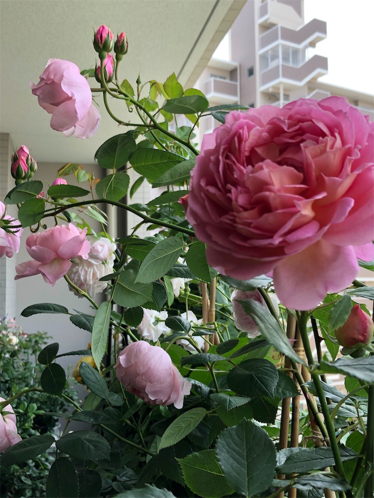 f:id:tef_rose:20190509135806j:image