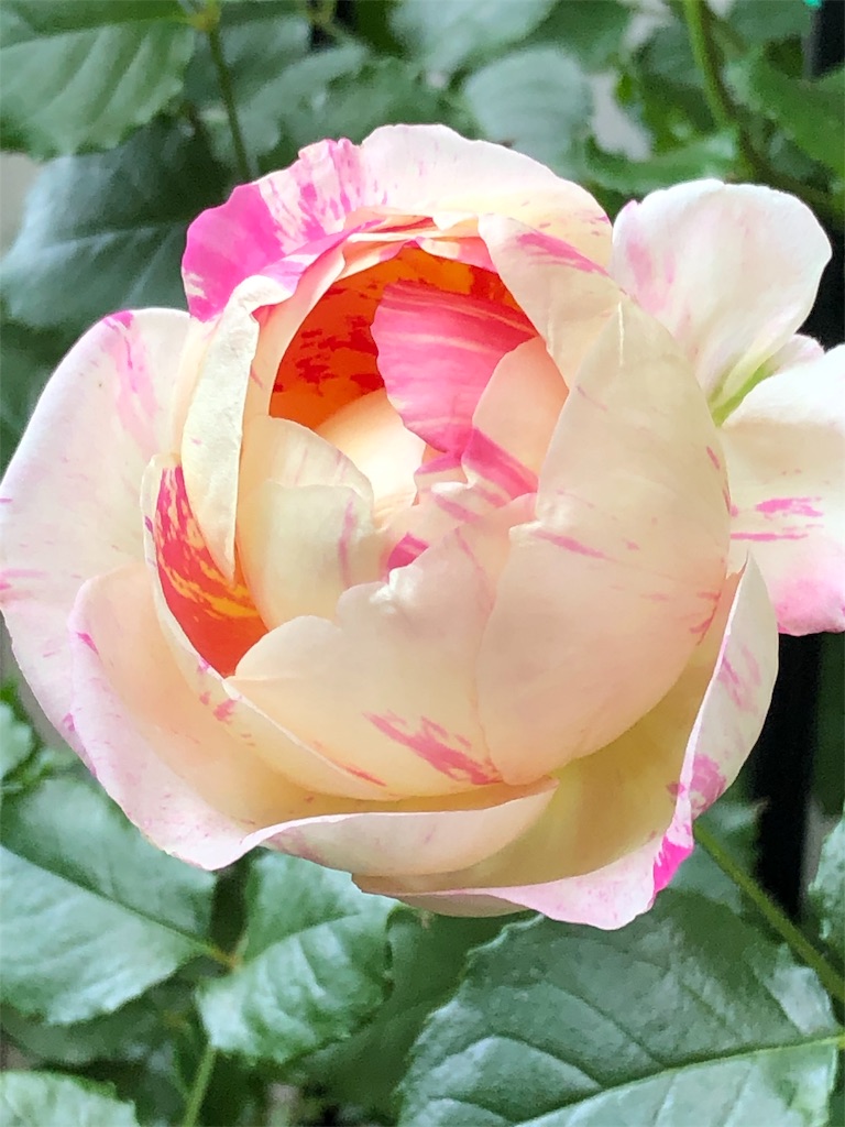 f:id:tef_rose:20190509135809j:image