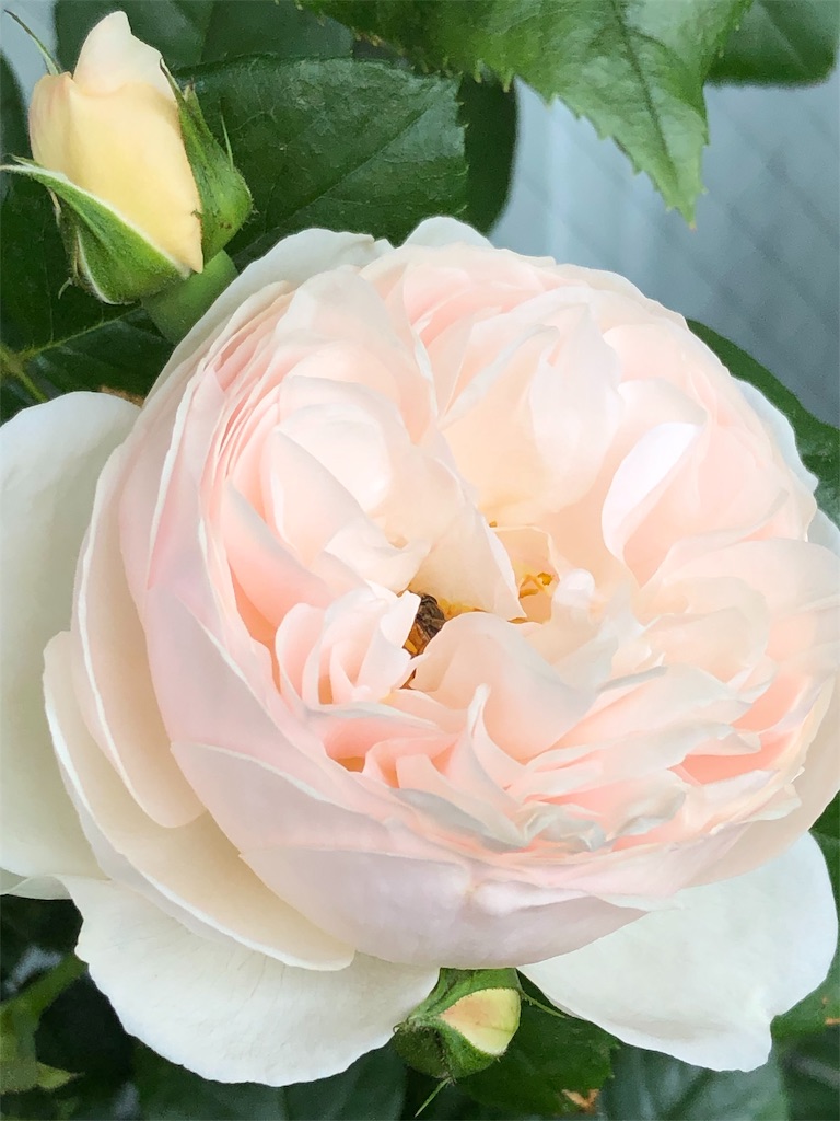 f:id:tef_rose:20190509135816j:image