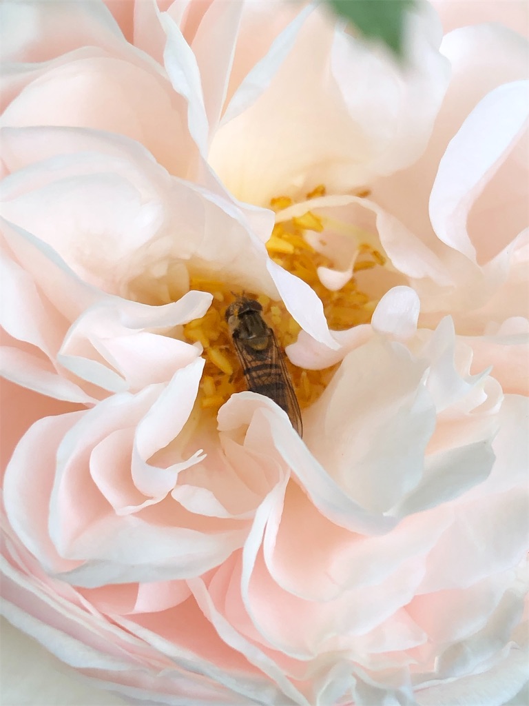 f:id:tef_rose:20190509135822j:image