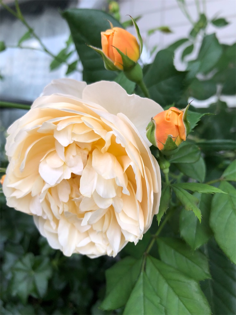 f:id:tef_rose:20190509135828j:image