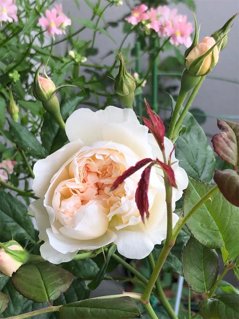 f:id:tef_rose:20190509135832j:image