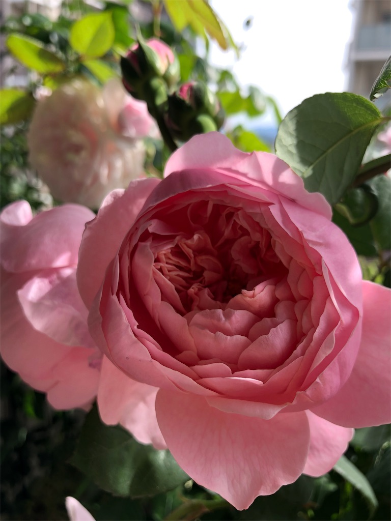 f:id:tef_rose:20190509142757j:image