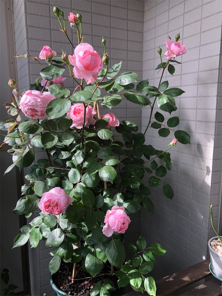 f:id:tef_rose:20190509142832j:image
