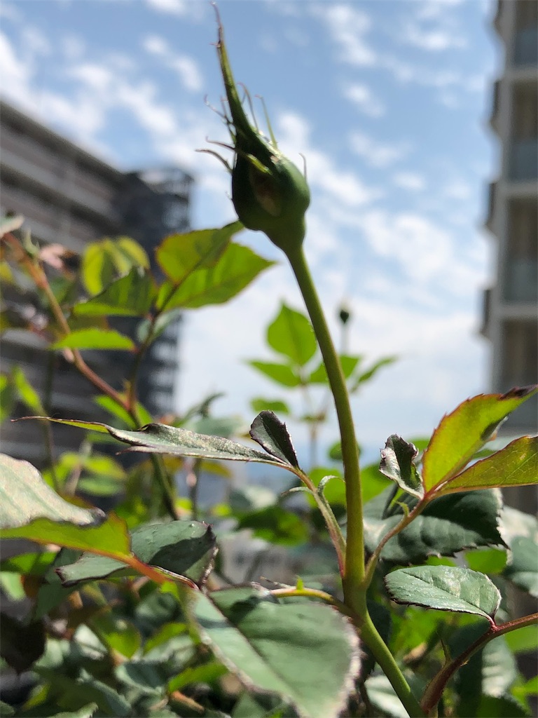 f:id:tef_rose:20190510020746j:image