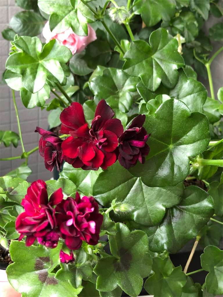f:id:tef_rose:20190510020749j:image