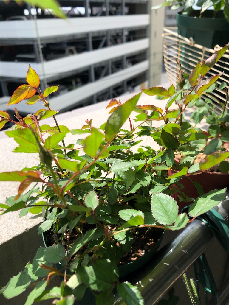 f:id:tef_rose:20190510020756j:image