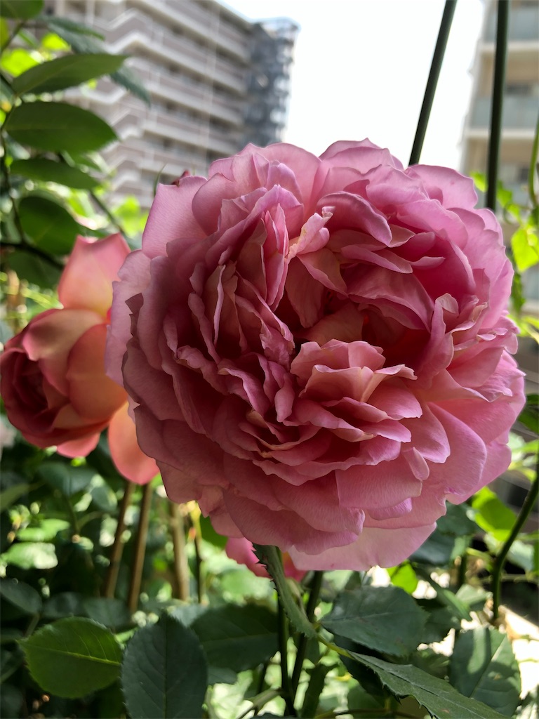 f:id:tef_rose:20190510020806j:image