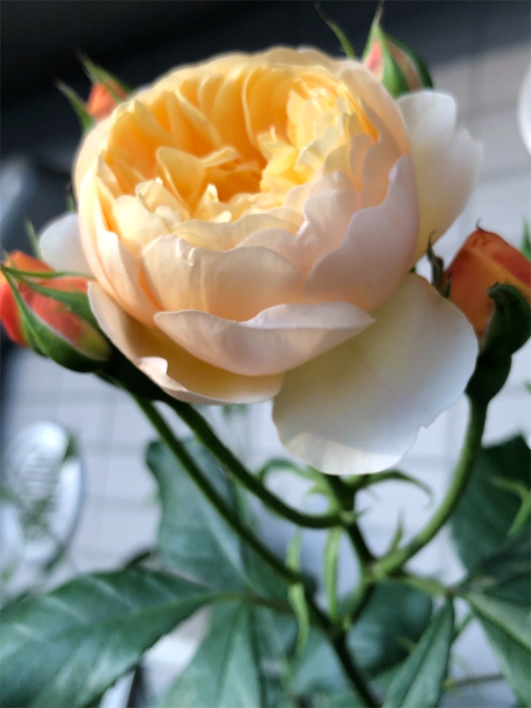 f:id:tef_rose:20190510020809j:image