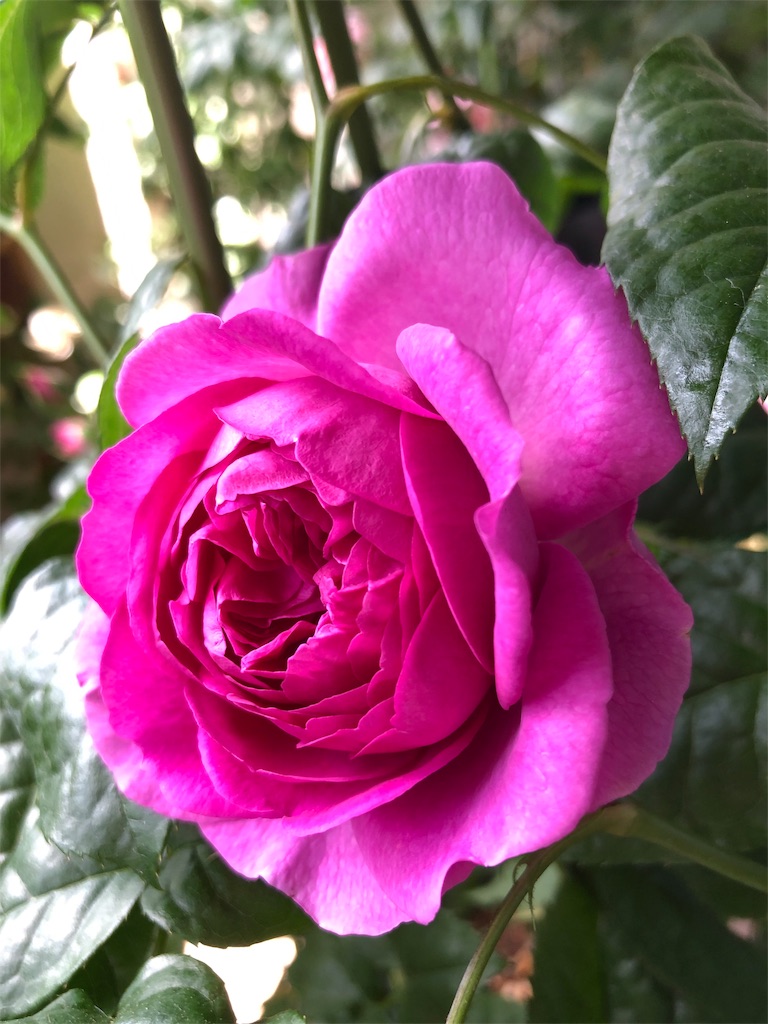 f:id:tef_rose:20190510020812j:image