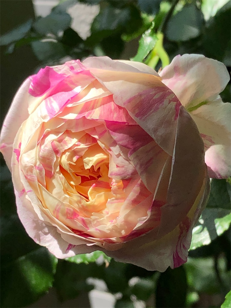 f:id:tef_rose:20190510020819j:image